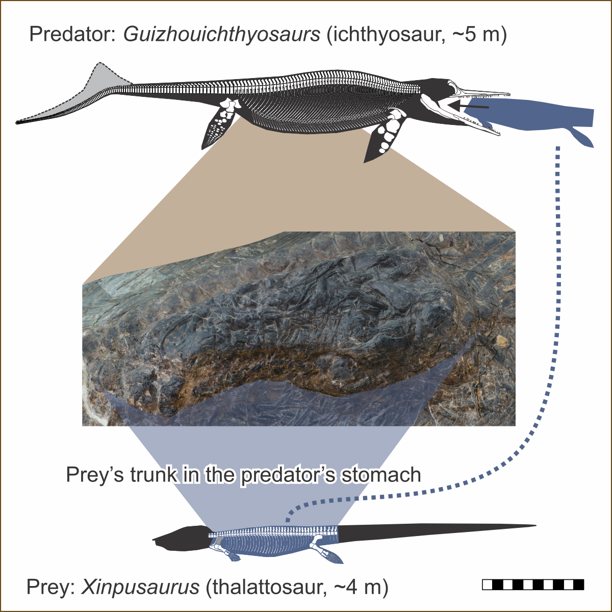 Ichthyosaur stomach
