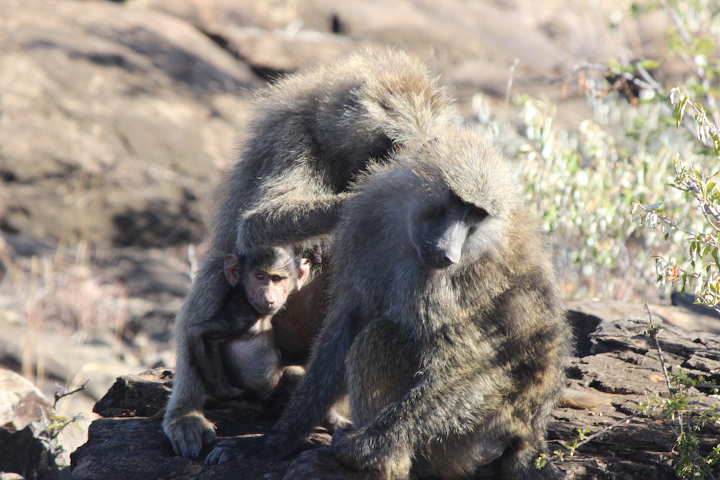 A mother baboon with baby grooms another adult.