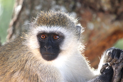 Photo of a vervet monkey