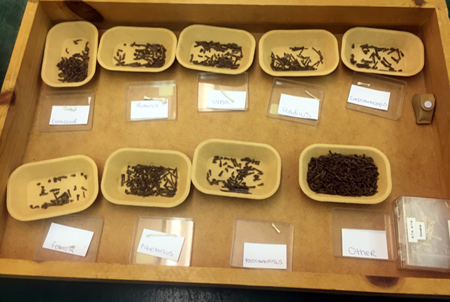 Photo: wooden box with small trays of bones