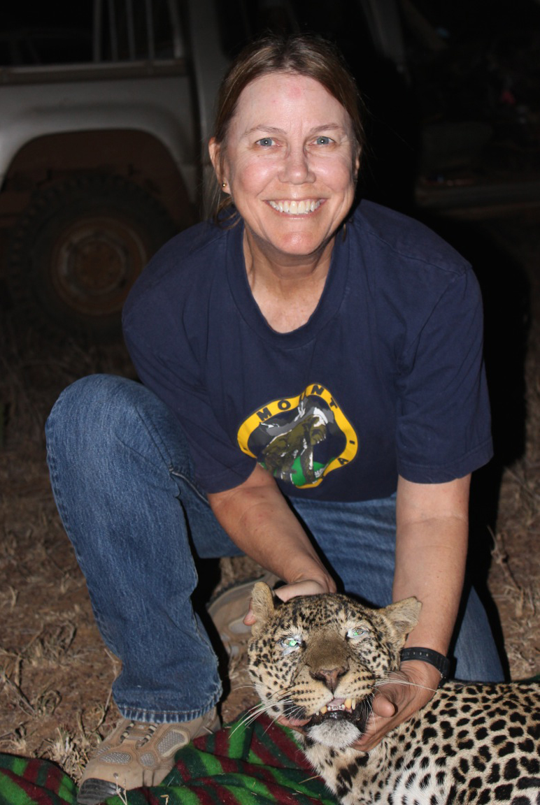 UC Davis professor Lynne Isbell holding the head of a tranquilized leopard