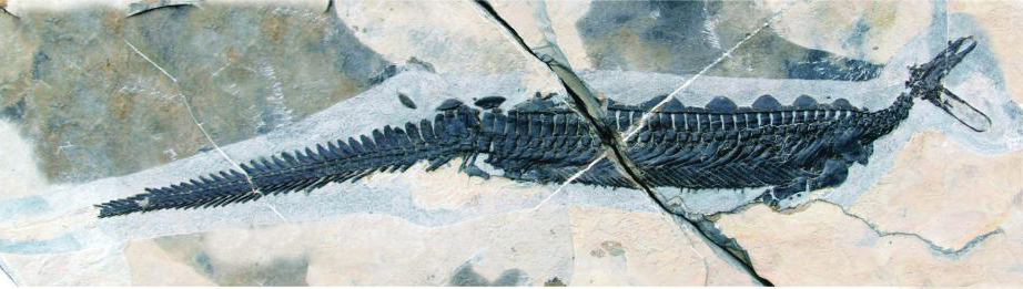 illustration of prehistoric marine reptile