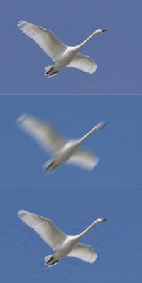Image of a swan (top) blurred (middle) and mathematically unblurred without knowledge of the original image. 