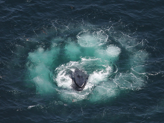 A whale feeds at the top of a bubble net at the ocean's surface