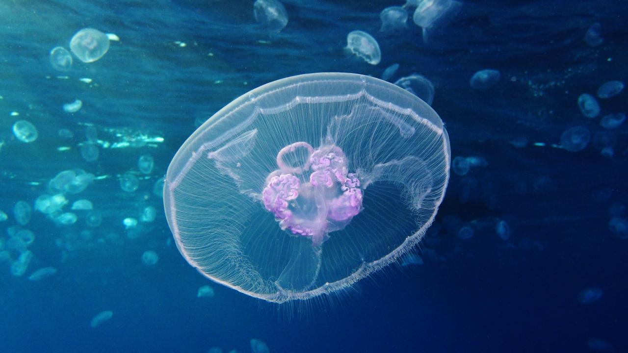 Underwater photo of a moon jellyfish