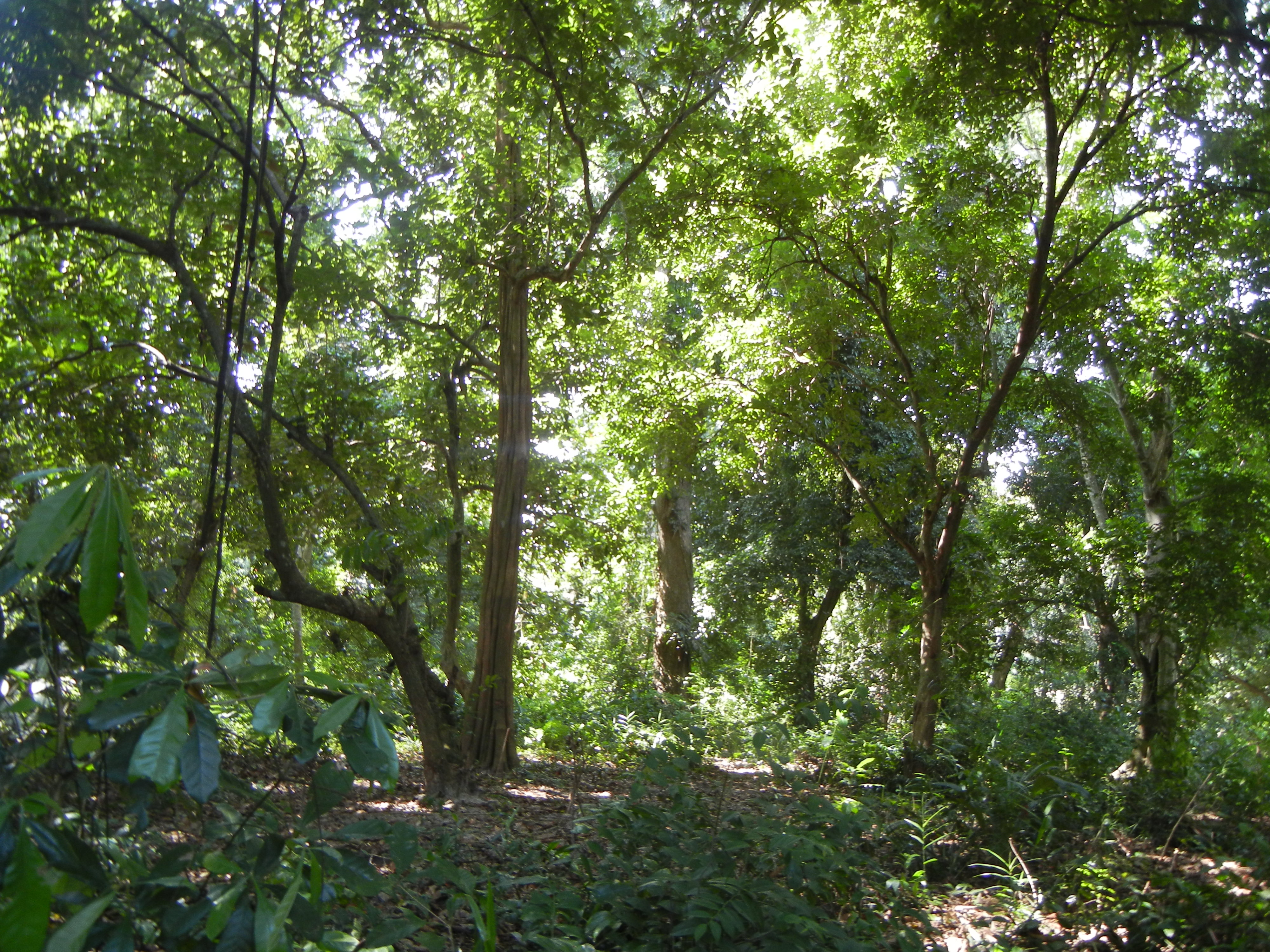 A thick grove of green trees
