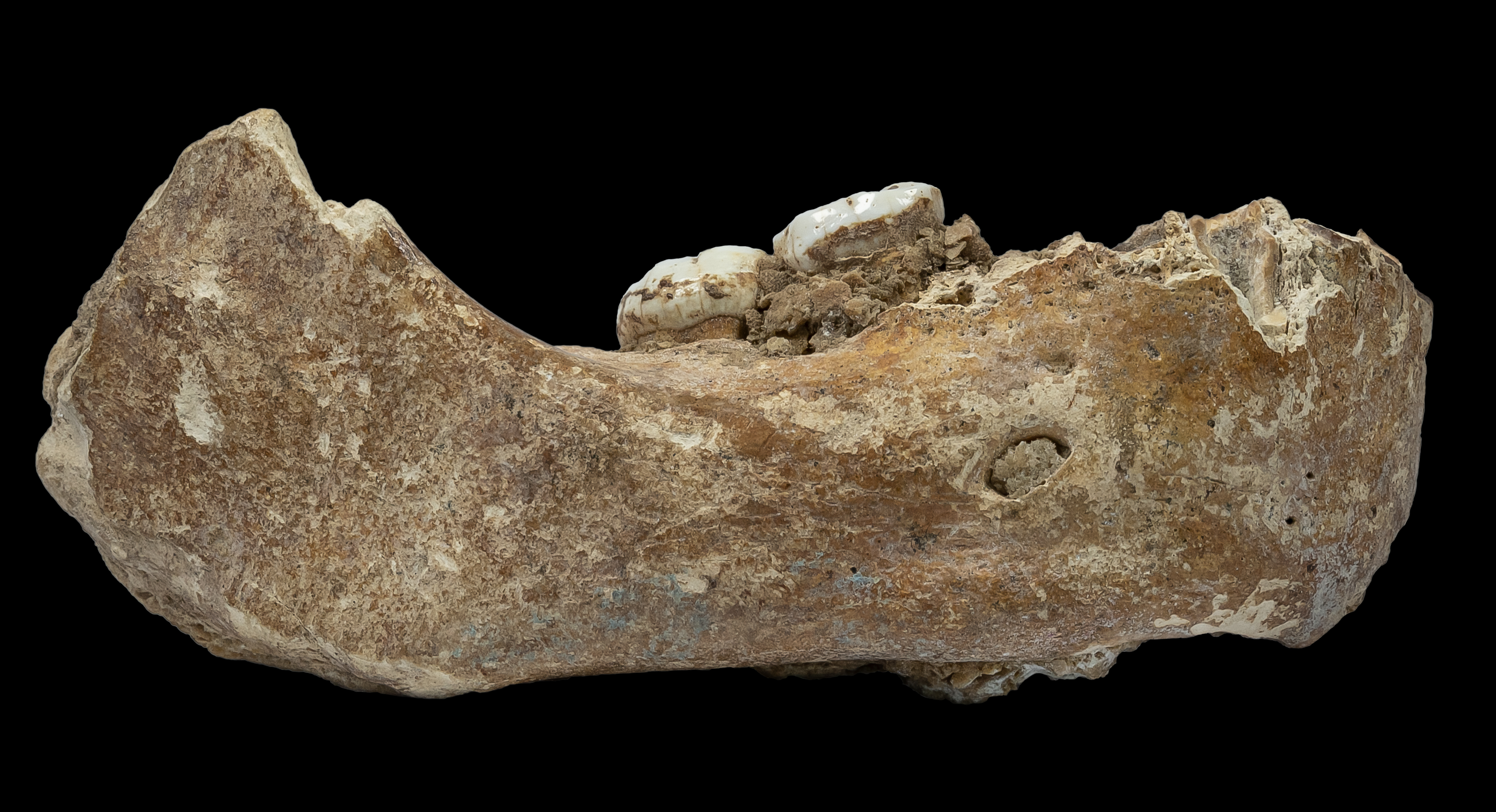 Side view of fossilized jawbone with two molars. 