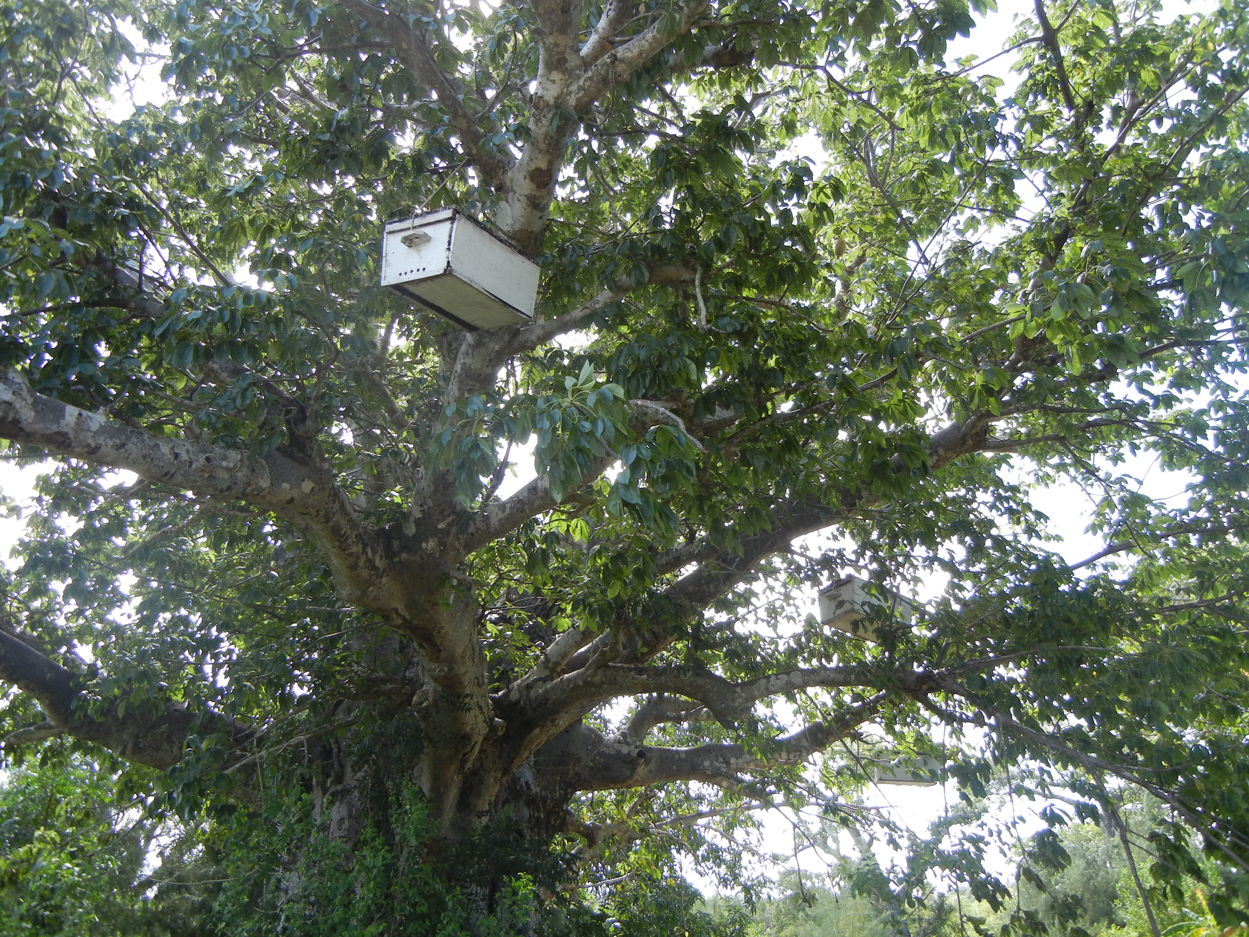 White boxes with air holes hang by ropes from a tall tree. 