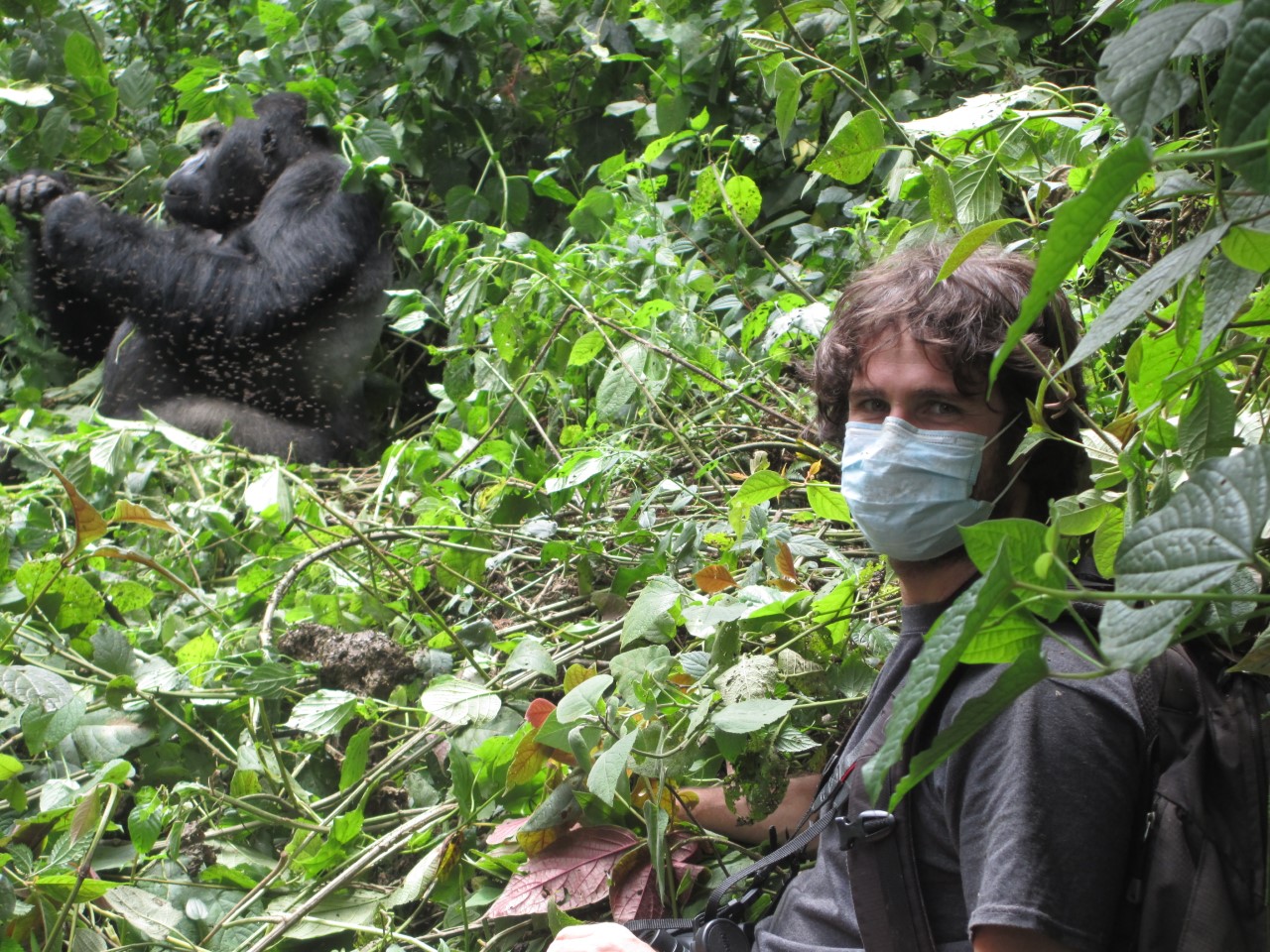 UC Davis anthropologist wearing a face mask and observing gorilla in the forest.