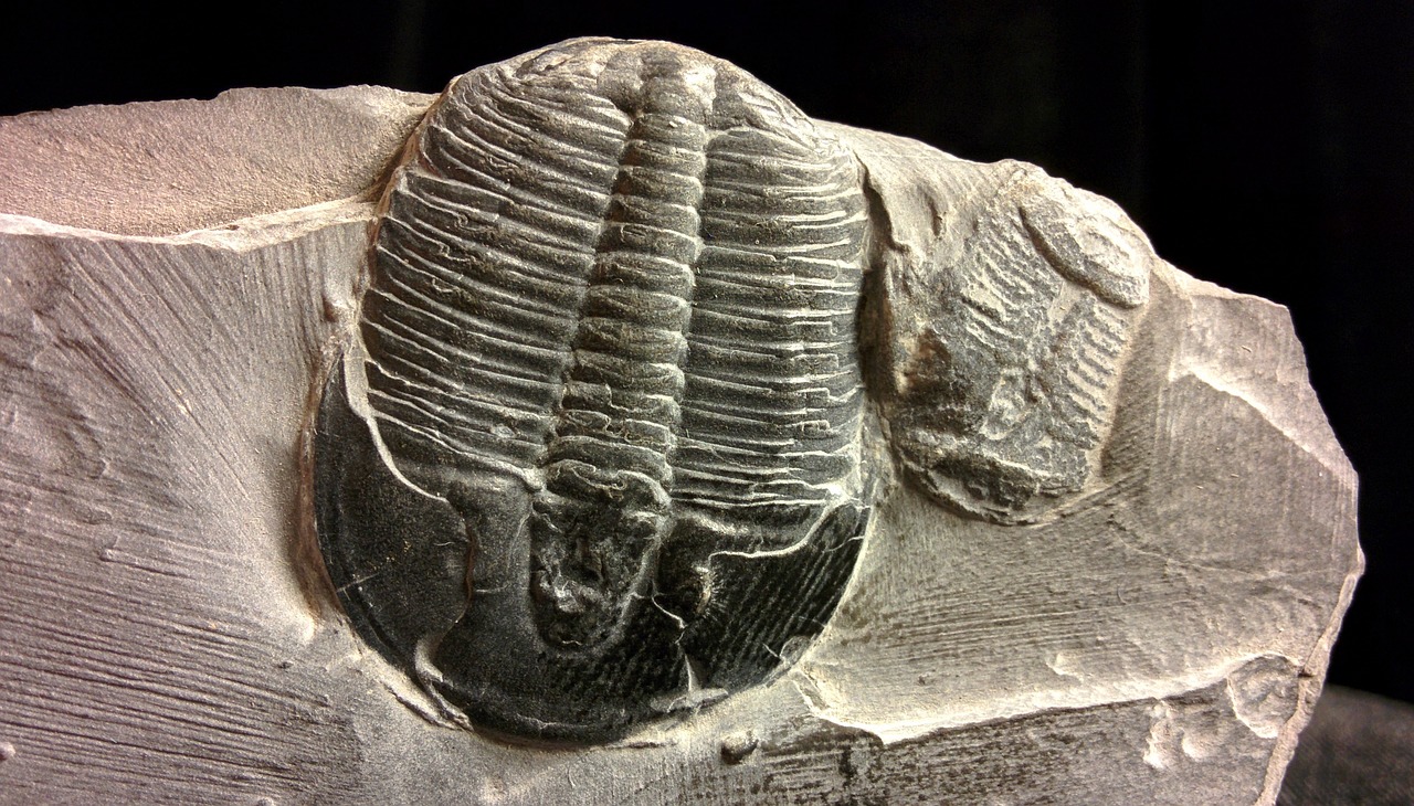 A closeup look at tilobite fossil