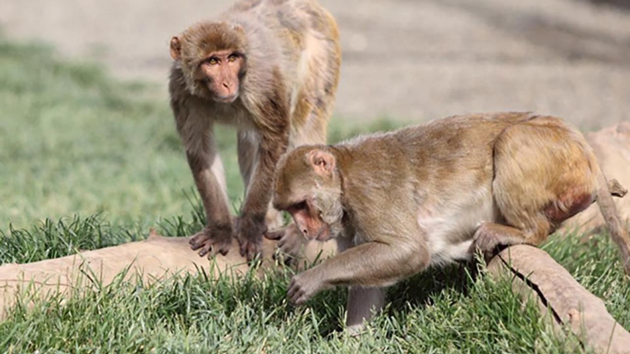 Two rhesus macaque monkeys on a log, one examining grass in a lawn.