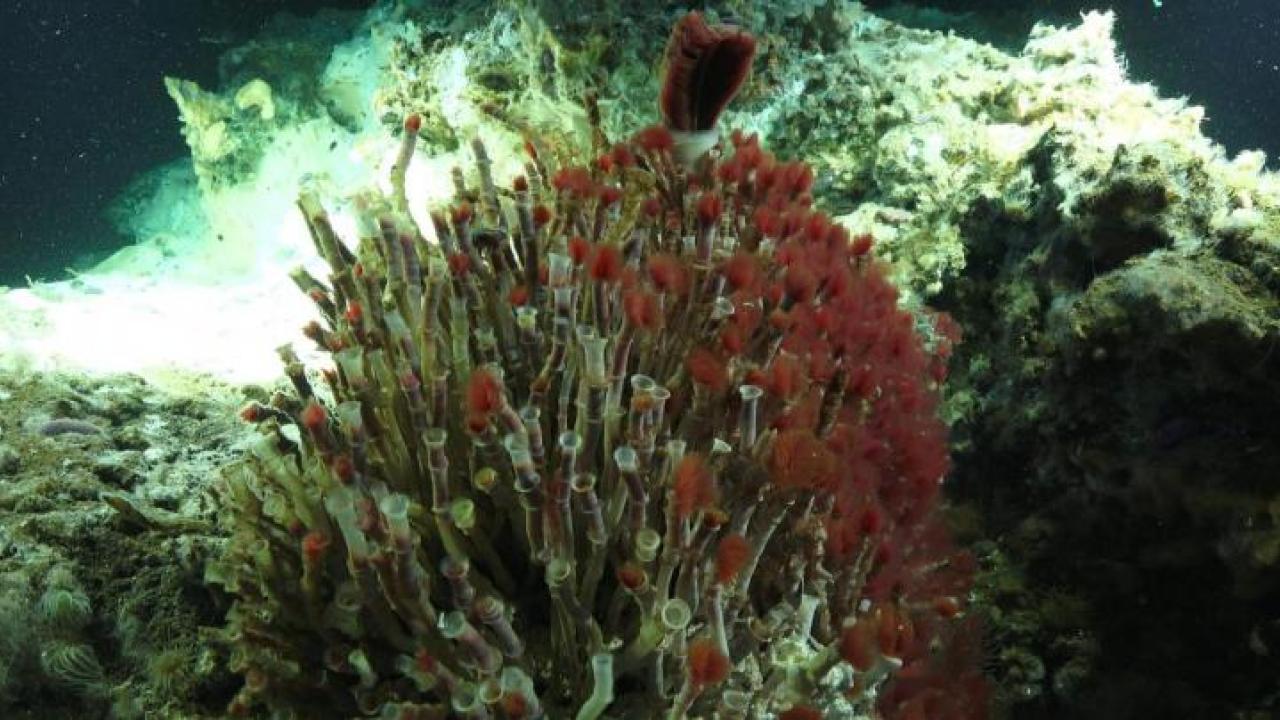 Oasisia tube worm at the top of the Matterhorn chimney. Photo credit: Schmidt Ocean Institute Oasisia tube worm at the top of the Matterhorn chimney.