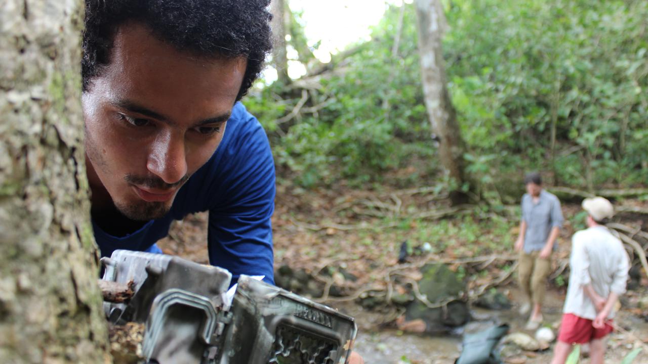 Photo of researcher looking at device attached to a tree. 