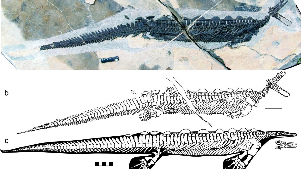 Eretmorhipis fossil