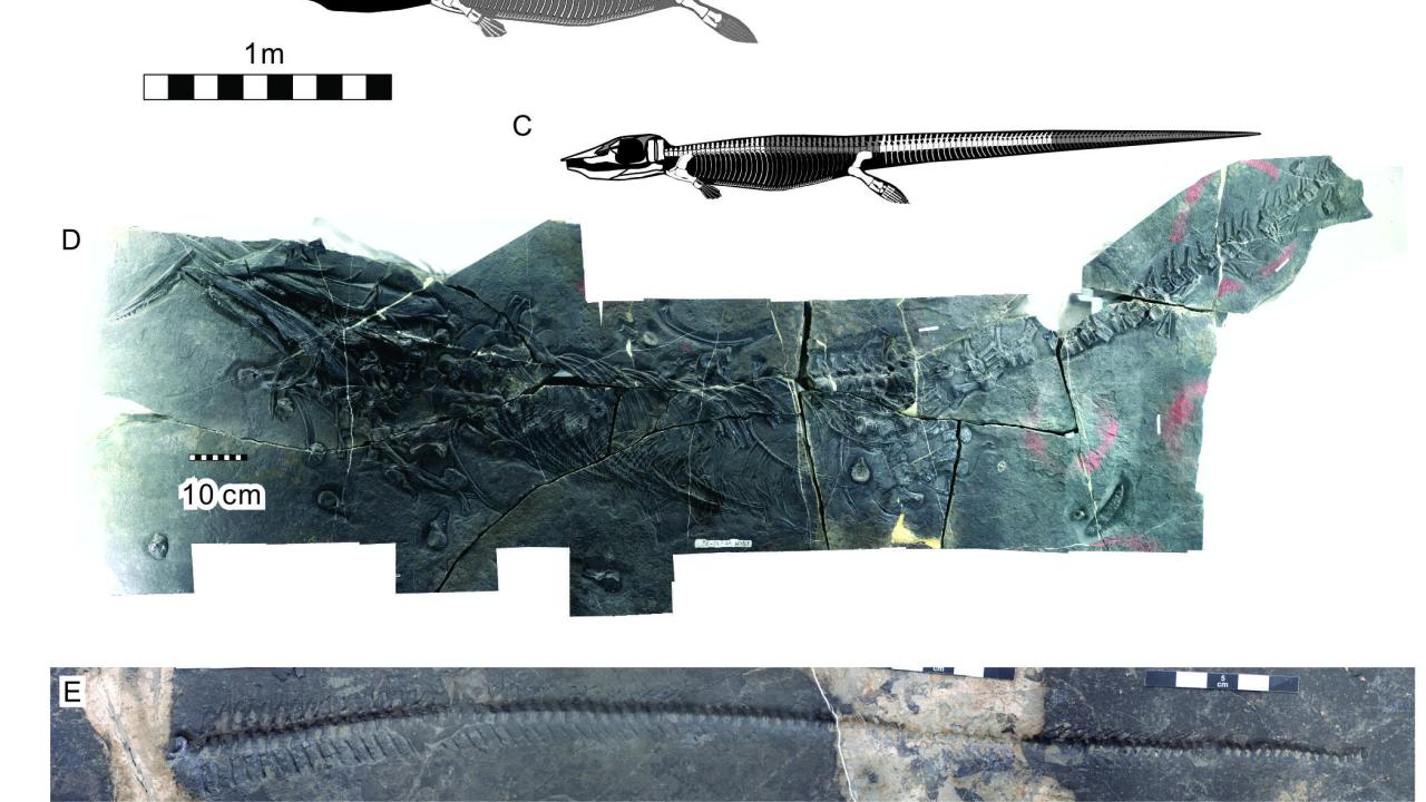 This ichthyosaur had swallowed its prey shortly before it died and was fossilized. This is the oldest known direct evidence of megapredation, or a large animal eating another large animal. Credit: Da-Yong Jiang, et al. Ichthyosaur fossil