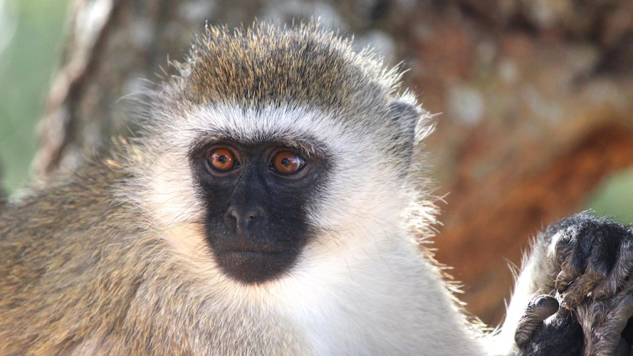 Portrait photo of vervet monkey