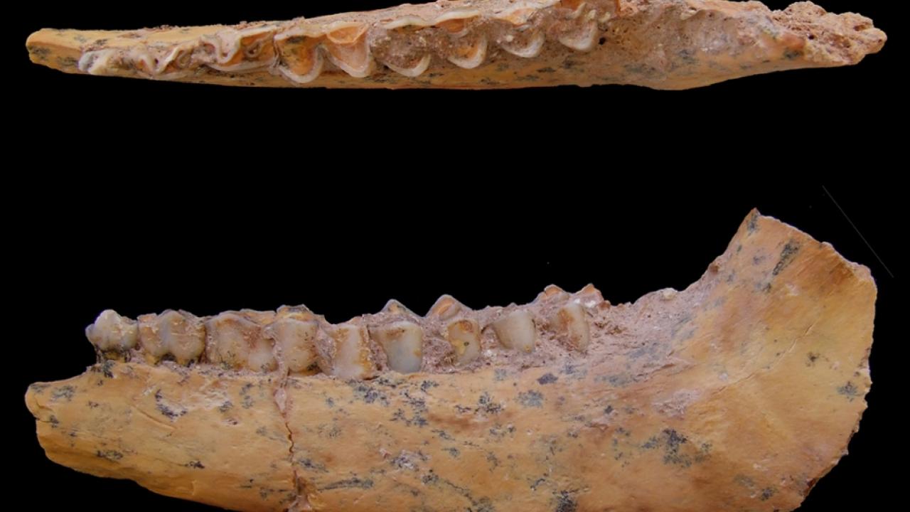 Jaw bone of a gazelle from Jebel Irhoud, Morocco. The site contains the oldest-known skeletons of modern humans. UC Davis anthropologist Teresa Steele studied animal bones from the site, showing that our ancestors ate lots of gazelle and other game. (Photo by Teresa Steele, UC Davis) Photo of jawbone fossils