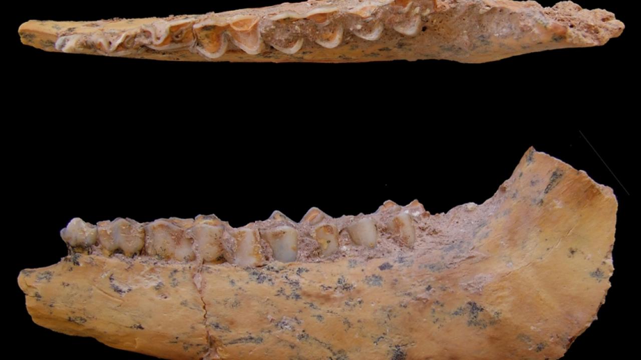 Photo of jawbone fossils