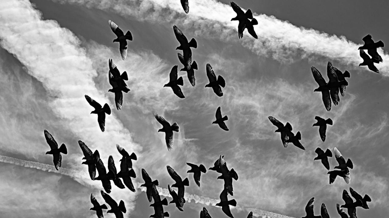 Photo: a flock of pigeons flying in cloudy sky