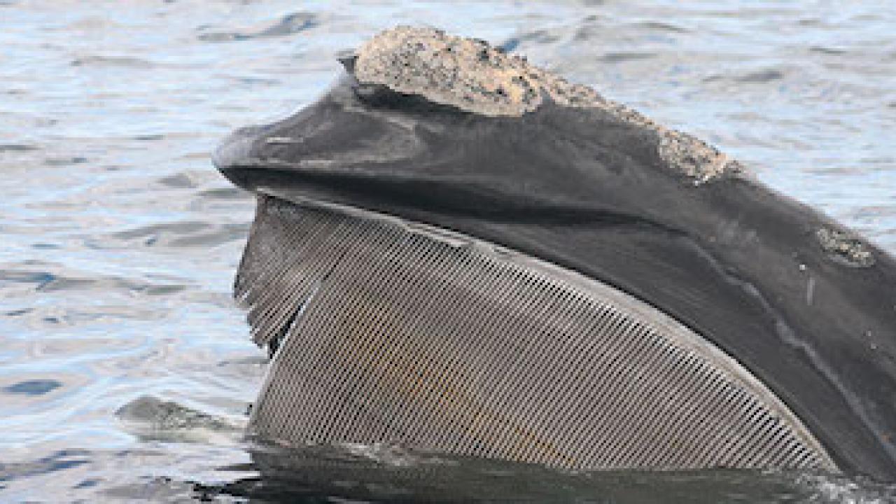 Right whale photo courtesy NOAA.