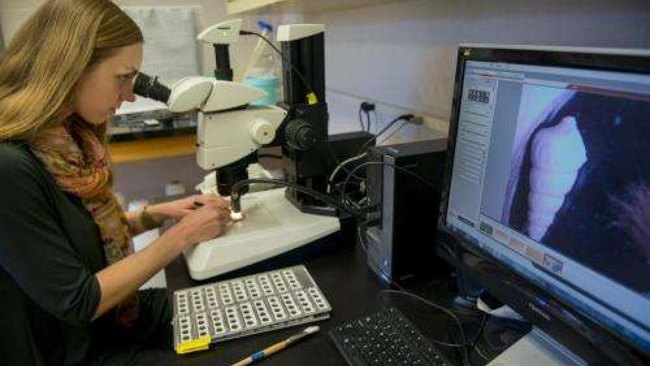 Sarah Moffitt examines fossils from a marine core sediment at the UC Davis Bodega Marine Laboratory. Credit: Joe Proudman/UC Davis Sarah Moffitt examines fossils from a marine core sediment.