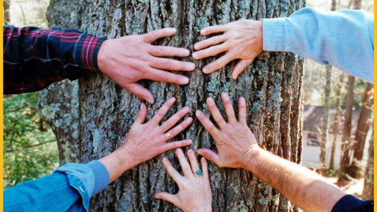 picture of five hands touching tree trunk