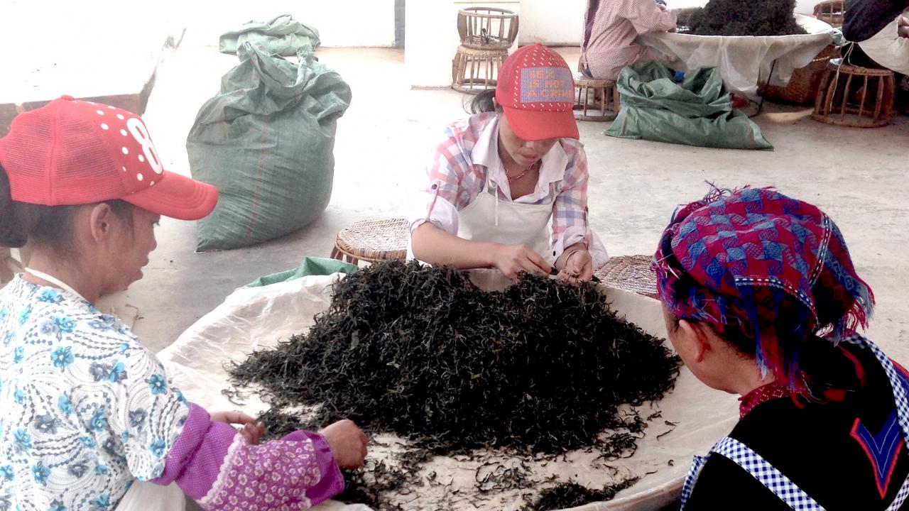 women sorting tea in china.