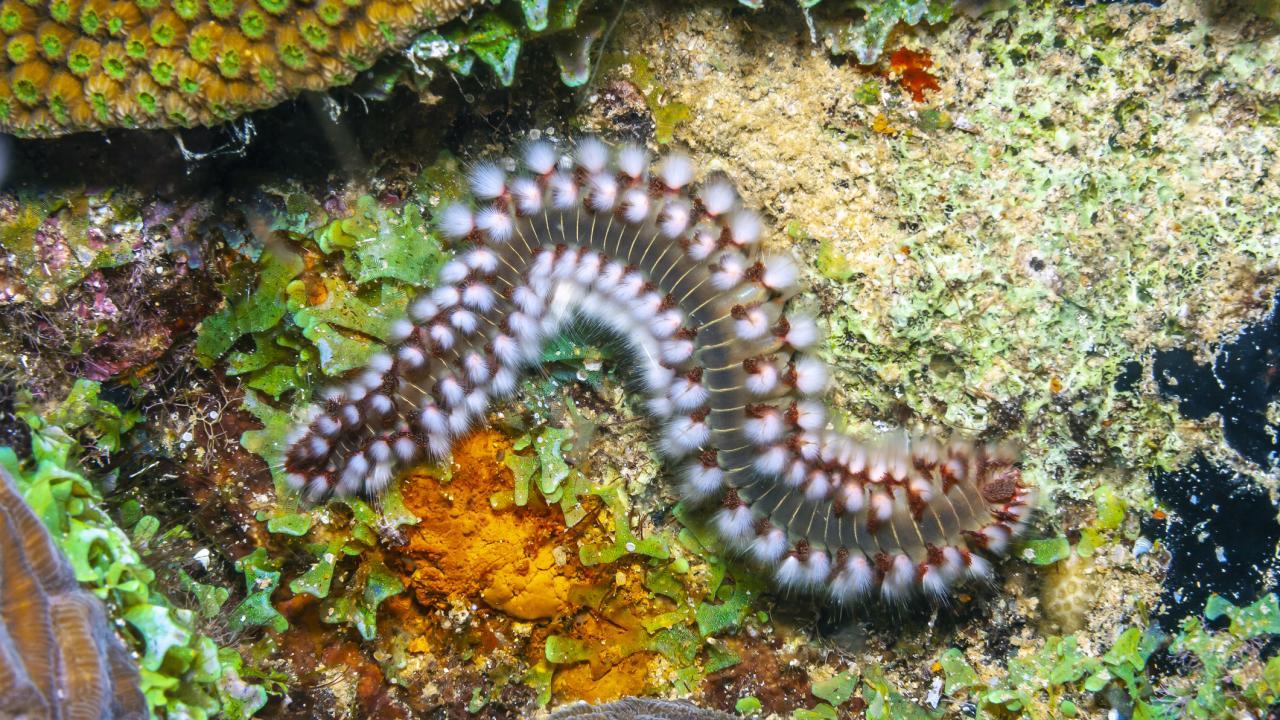 A bearded fireworm slithers over greenery