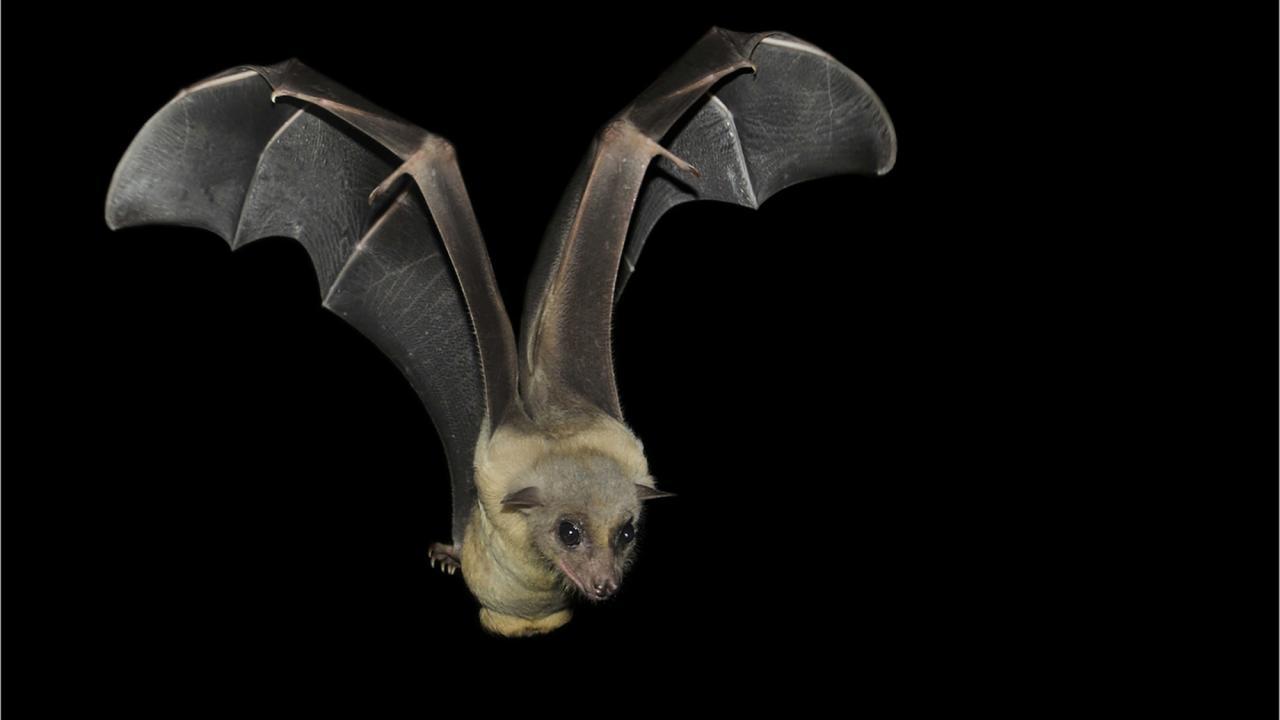 a bat flaps its wings.
