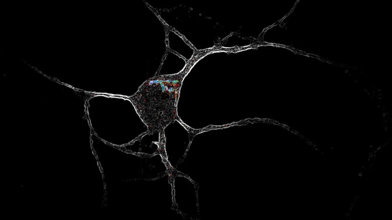 A cortical neuron (white) with colored dots showing the locations of serotonin 2A (5-HT2A) receptors