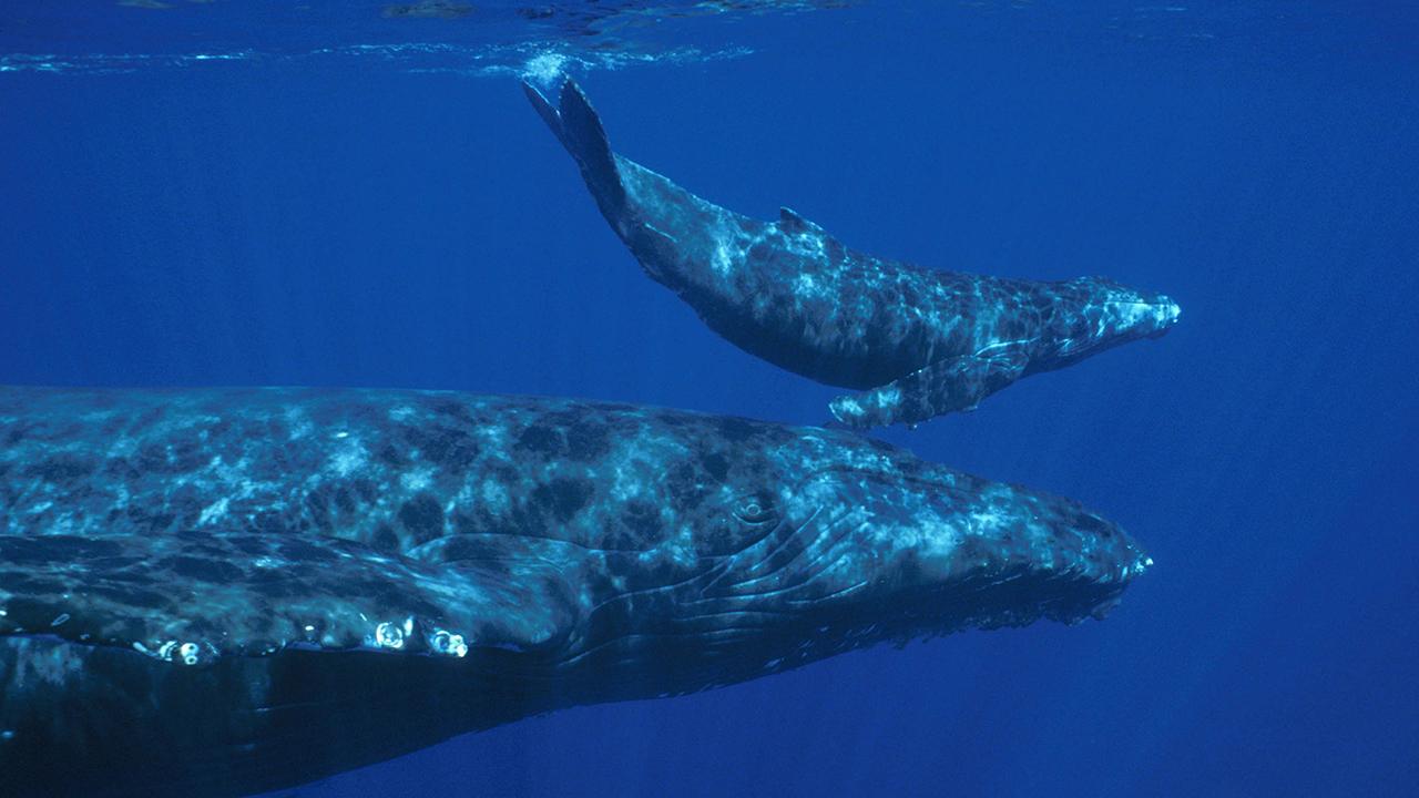 Whale and calf swim together underwater in deep blue ocean
