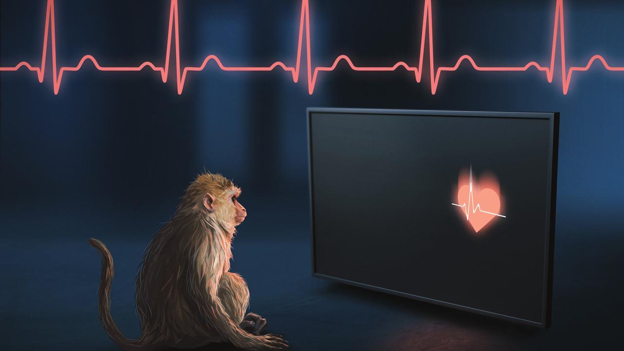 A new study at the California National Primate Research Center shows that rhesus macaques can perceive their own heartbeat. This ability to be aware of internal states is called interoception. Deficits in interception can occur in neuropsychiatric disorders such as depression and Alzheimer’s disease. The discovery could lead to new ways to study such diseases. (Graphic by Matthew Valdolivo/UC Davis Academic Technology Services)