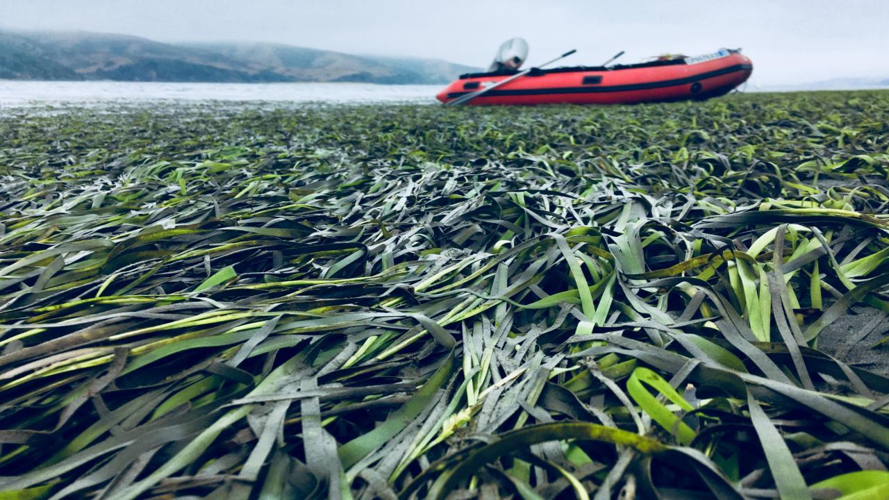 Boat in seagrass