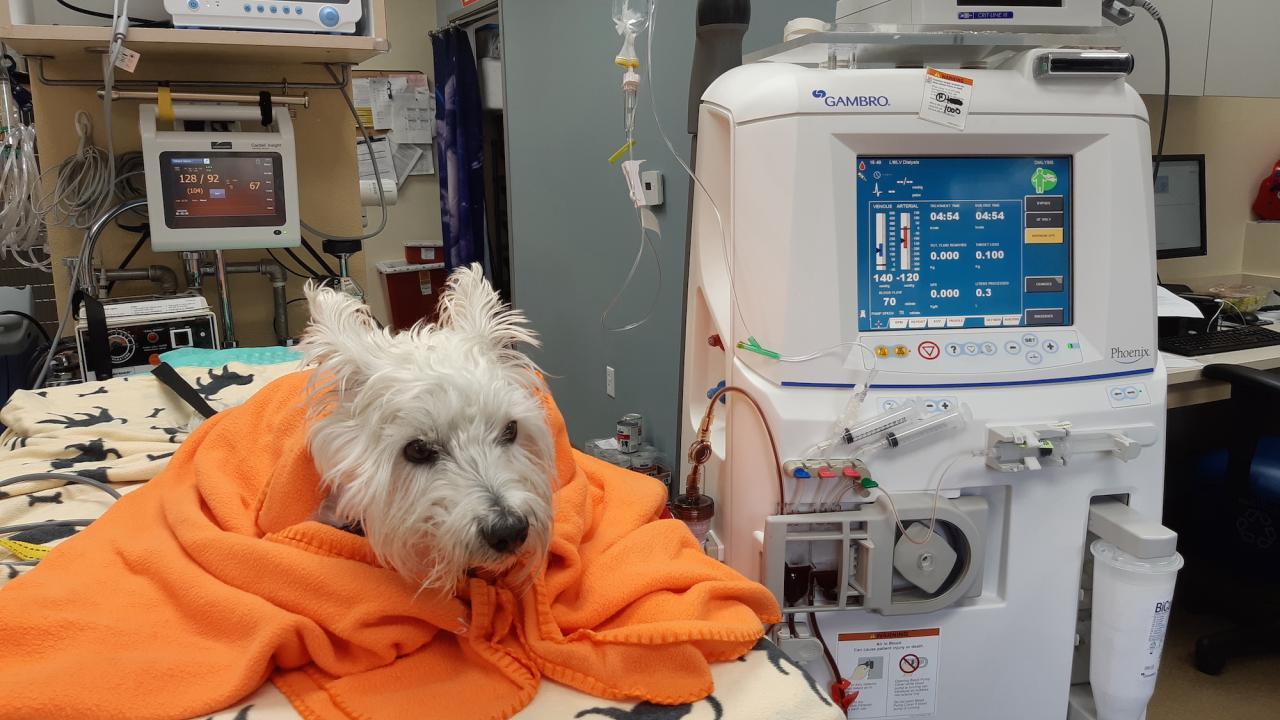A dog undergoes dialysis.