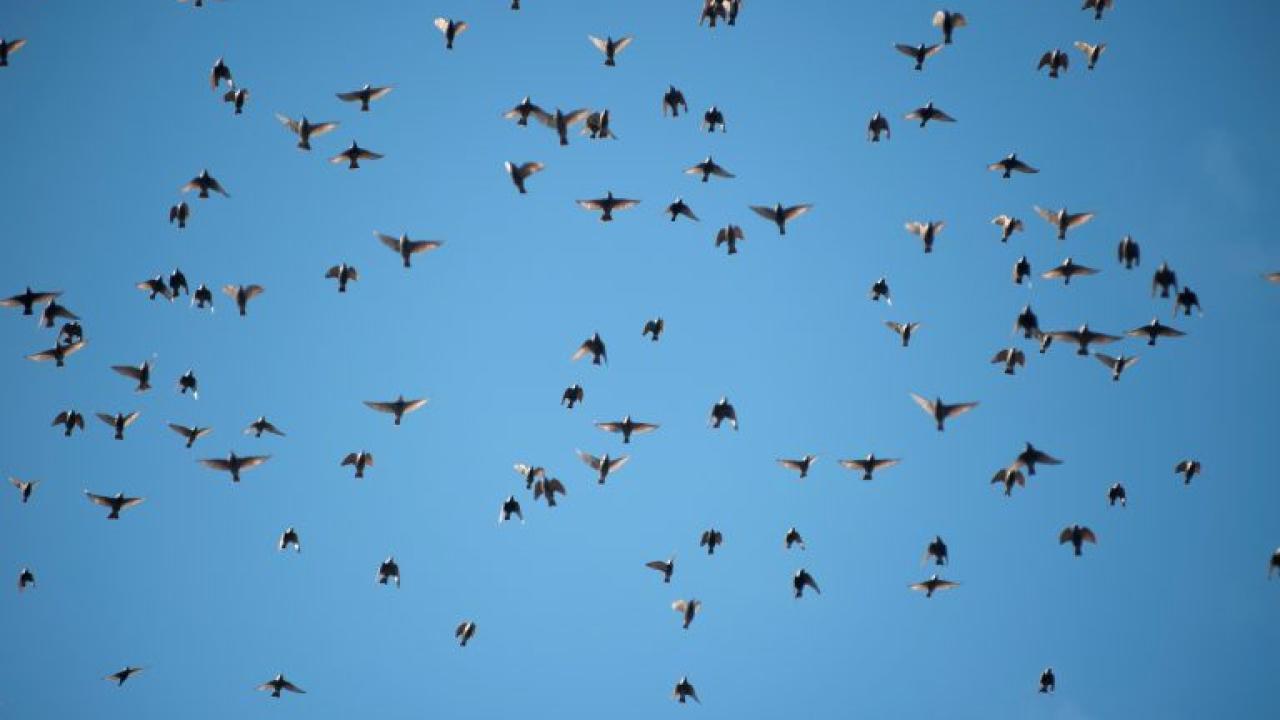 A flock of starlings flies together in a blue sky.