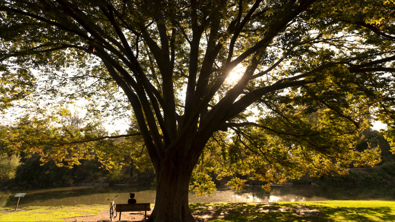 Silhouette of back of a student sitting on a bench, under a shade tree, looking out at lake in the UC Davis Arboretum 