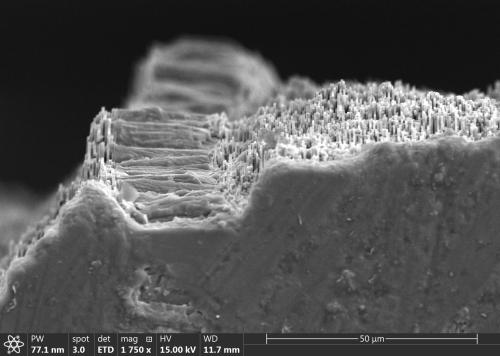 A closeup view of an abalone shell. Built from calcium carbonate, these shells are being detrimentally affected by increasing ocean acidification.