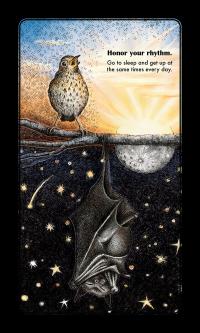 Illustration of bird tweeting at sunrise on top half of tree branch and in bottom half a bat hangs upside-down at night under moon and stars. Text at upper right reads "Honor your rhythm. Go to sleep and get up at the same times every day."