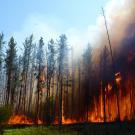 Alaska forest fire