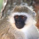 Portrait photo of vervet monkey