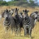 Photo: zebras in the wild
