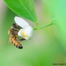 Photo of bee in flower.
