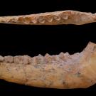 Photo of jawbone fossils