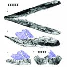 ichthyosaur teeth