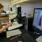 Sarah Moffitt examines fossils from a marine core sediment.