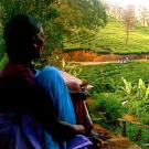 Photo: woman overlooking tea field