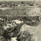 Historic sepia-toned photo of South African cattle owners leaning on shovels over big hole filled with dead cattle as part of "stamping out" disease process
