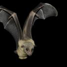 a bat flaps its wings.