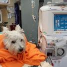 A dog undergoes dialysis.