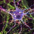 Image of brain neuron